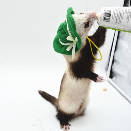 小貂太阳帽 安哥鲁安格鲁玛雪儿 宠物貂 雪貂