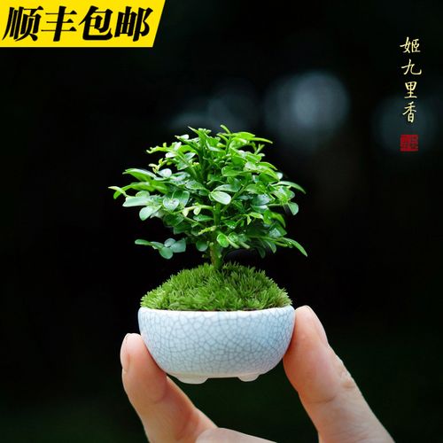 姬九里香迷你盆栽台湾达摩拇指盆景微型办公桌面好养观叶室内绿植