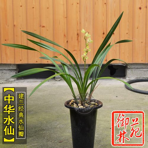 兰花苗建兰中华水仙花卉室内盆景绿植盆栽花期带花苞包邮正品植物