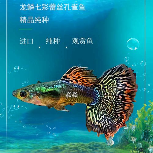 泰国进口龙鳞七彩蕾丝孔雀鱼精品稀有淡水鱼凤尾鱼小型纯种活体