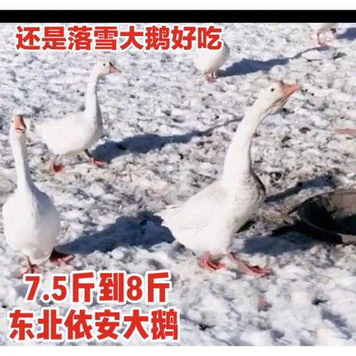 东北农村大鹅依安大鹅现杀现卖喂养整只 东北大鹅5.5斤到6斤