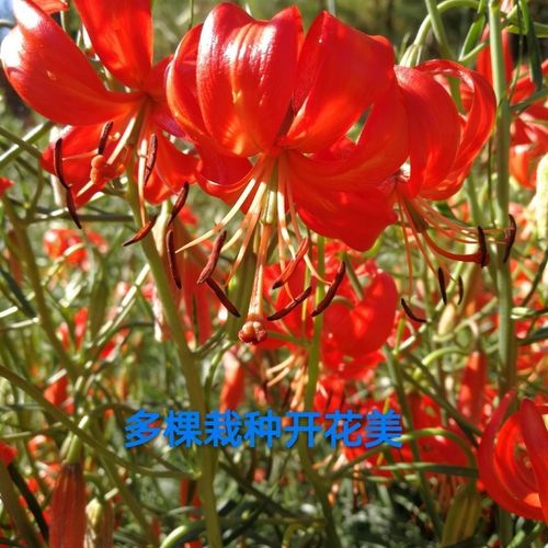 山丹丹花萨日朗花野百合渥丹细叶百合花根花山丹丹花百合花