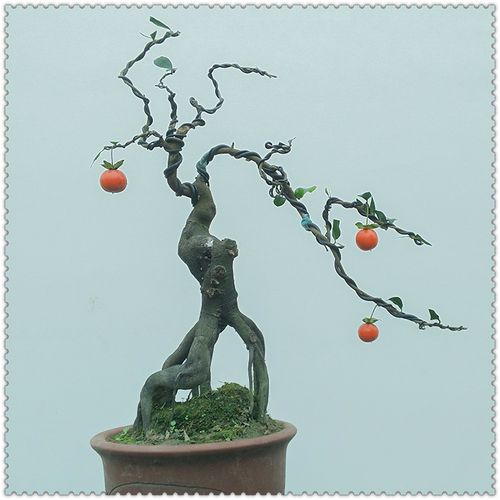 金弹子树桩盆景绿植物庭院练手桩红色黑塔子瓶兰花包邮金弹子熟桩