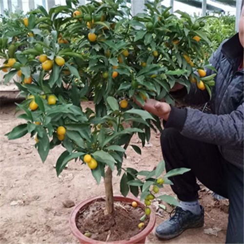 脆皮金桔树苗带果发货盆栽纯甜蜜糖金桔苗可食用橘子树苗室内四季 九