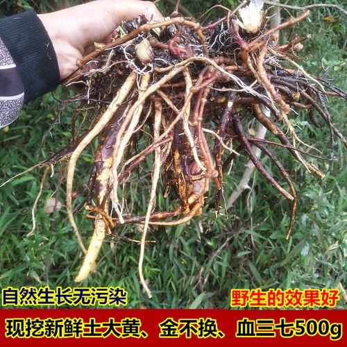 新鲜土大黄中草药材现挖血三七鲜大青牛舌头草牛耳大黄洋铁叶500g
