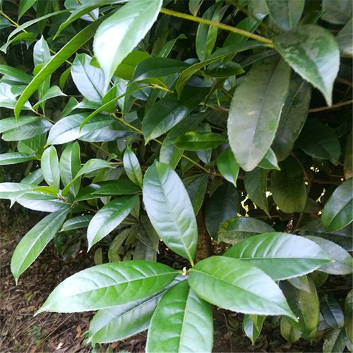 农产品新鲜桂花树叶500克 金桂叶银桂叶四季桂叶丹桂叶新鲜中药材