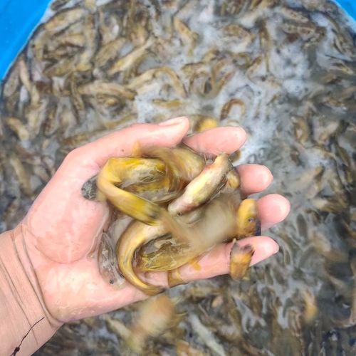 黄河拟鲿(牛尾巴)牛尾巴鱼苗,白甲鸭嘴鱼岩鲤老虎鱼石扁头