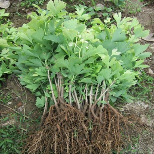 银杏树苗占地拆迁苗银杏小苗银杏苗白果苗庭院植物行道绿化苗包活 1