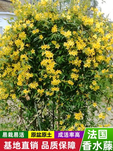法国香水藤茉莉花苗盆栽带花苞庭院室内浓香花卉爬藤绿植四季开花
