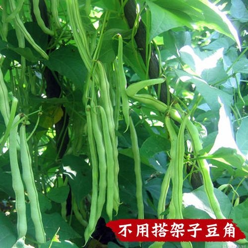 无架豆种子豆角四季豆种籽豇豆蔬菜孑菜豆地豆不搭架豆种扁豆高产