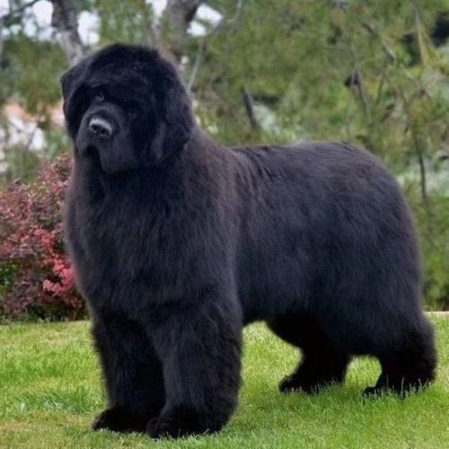 巨大型纽芬兰犬活体大骨架量狗狗性格温顺狩猎之王犬家庭陪护幼崽