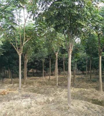 0/棵 南栾  栾树价格,栾树产地