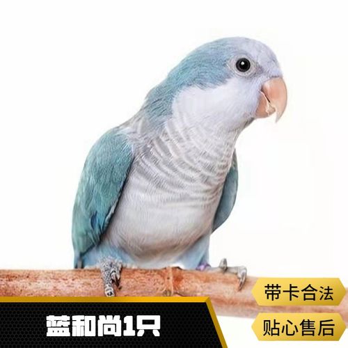 爱情鸟宠物活体带标识鹦鹉观赏鸟活物小鸟家养宠物活体小鸟牡丹小太阳