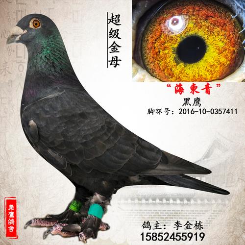 黑信鸽 毛脚信鸽 黑色毛脚信鸽 黑色大毛脚信鸽 森林黑