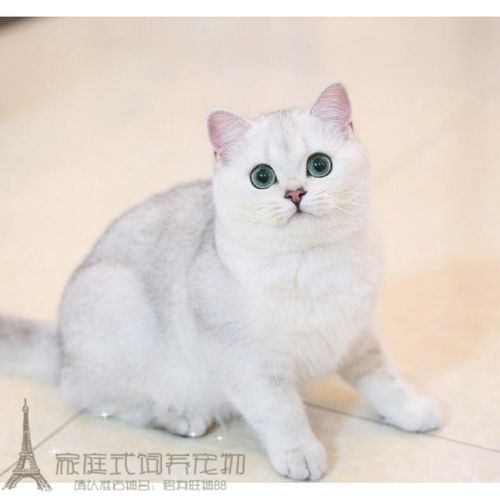 上海猫舍赛级英短纯种英国短毛猫英短银渐层英短猫活体英短渐层p