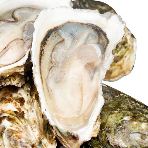 【活鲜】海鲜颂 鲜活刺身生蚝海蛎 梅岭牡蛎 冷水蚝 海鲜水产 刺身