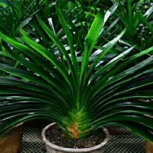 魁花宝宝君子兰花卉开花植物圆头花脸和尚盆栽观叶君子兰绿植花