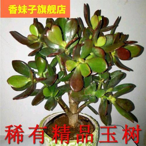 稀有品种玉树盆栽黄金花月紫叶玉树红边玉树多肉老桩植物
