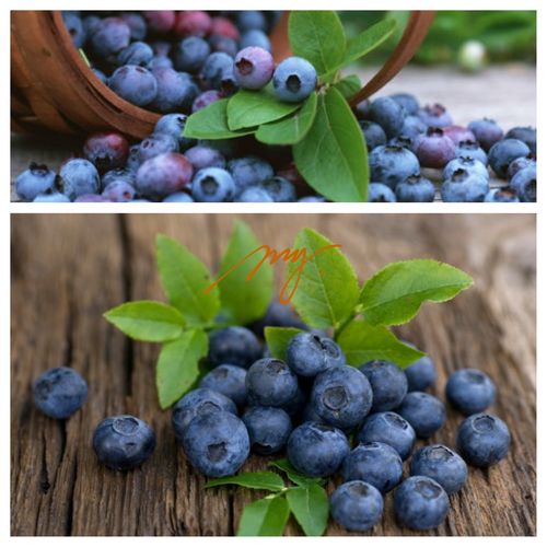 黑果越橘 欧洲蓝莓 原生浆果四星推荐水果 杜鹃花科植物 5粒种子