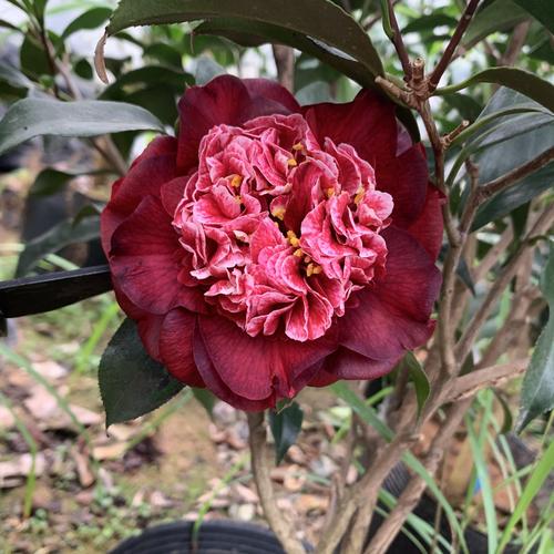 黑龙  茶花苗 山茶花 福建永福 金鸡茶花园 实物拍摄