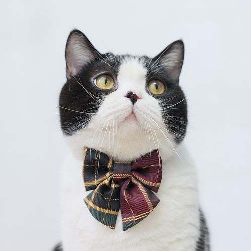 新品推荐宠物jk萌款领结猫咪狗狗兔兔配饰手工缝制蝴蝶结项圈.