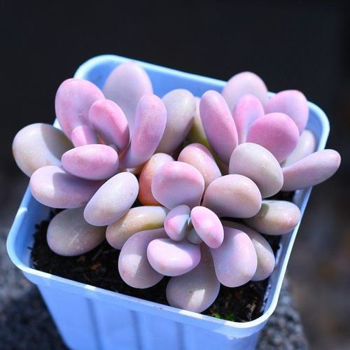 贝壳锦多肉植物白姬之舞花卉盆栽含花盆栽好成品桌面组合云南直发