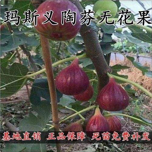 玛斯义陶芬无花果树苗当年结果南方北方种植无花果盆栽地栽果树苗