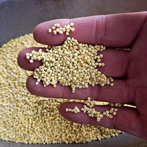 北秫米500克 药用北秫米中药材散装新货农家糯秫黄糯糯粟小米