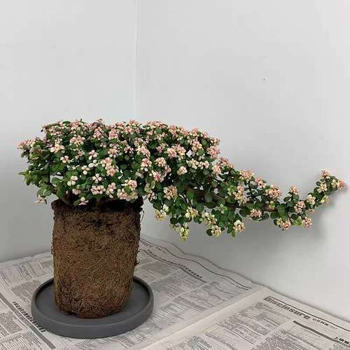 老桩多肉植物好养办公室桌面绿植雅乐之舞盆景 悬崖【1盆】土球发货