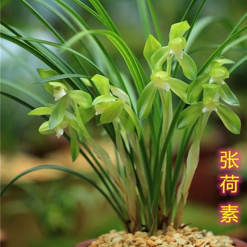 【张荷素】春兰传统荷瓣素花铭品  绿植盆栽花卉