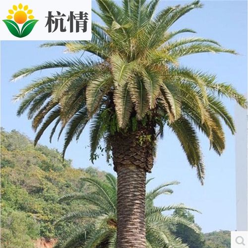 中东海枣种子 银海枣 绿化行道林木苗木树杭情 中东海枣一斤