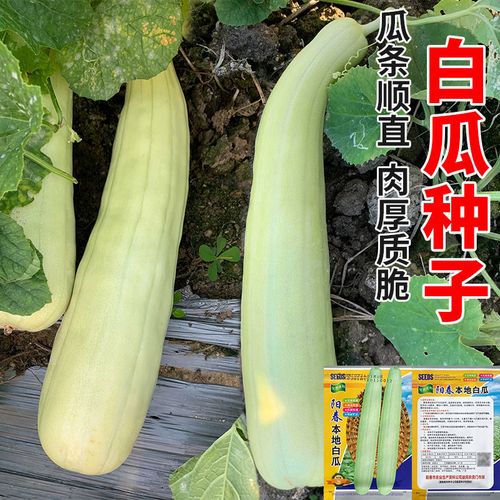 广东白皮白筋白瓜种籽阳春本地白瓜种子菜瓜种农家春夏秋蔬菜种孑
