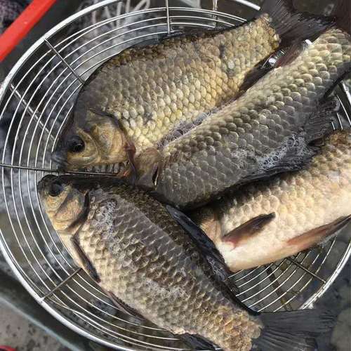 【血亏冲量】微山湖野小鲫鱼新鲜活鱼现杀淡水鲫鱼月子炖汤顺丰配送