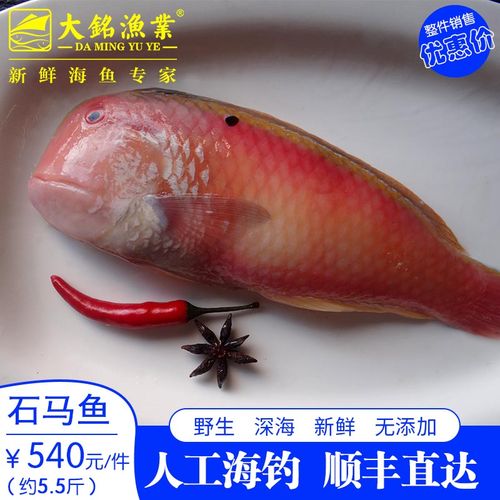 大铭渔业石马头鱼深海野生海钓洛神连鳍唇鱼新鲜活体海鱼红姑娘仔