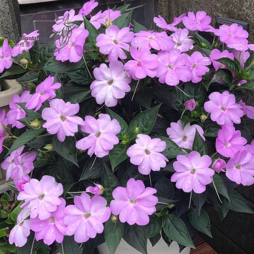 桑蓓斯凤仙盆栽夏季花卉四季开花植物多年生耐热阳台