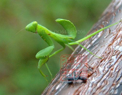 广腹螳螂/广斧宽腹螳螂/活体昆虫/个性宠物/1只25