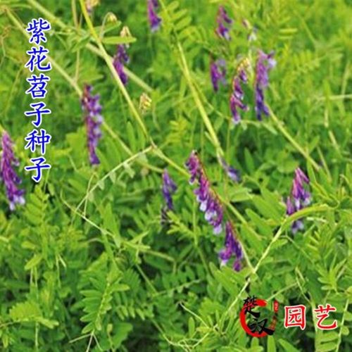 一播大地 紫云英种子红花草种子籽 毛苕子 紫花苕子箭舌豌豆鸭茅草
