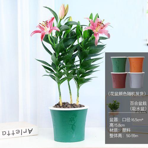 百合花盆栽带花苞阳台庭院好养活绿植室内外客厅四季