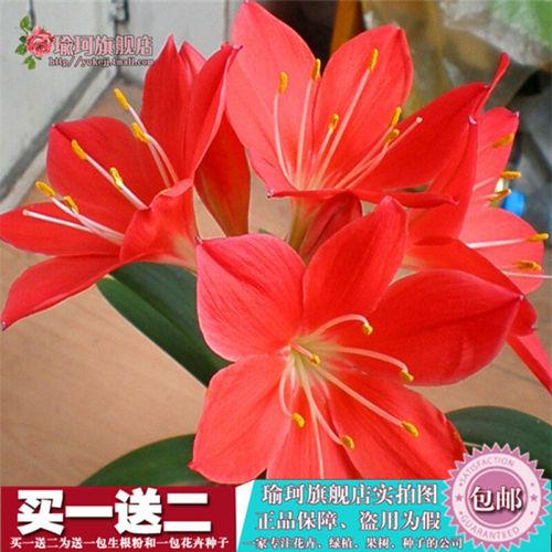 朱顶红球根 红花莲 对子莲 朱顶兰花阳台四季开花花卉绿植盆栽 仙女