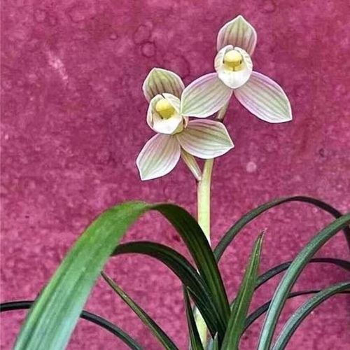 兰花苗 旭日莲瓣兰 荷瓣色花 浓香型室内盆栽绿植花卉