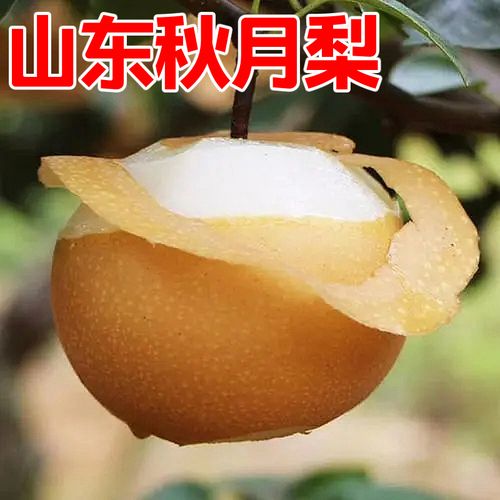 山东莱阳秋月梨9斤包邮梨子新鲜当应季整箱水果黄花梨丰水甜雪梨