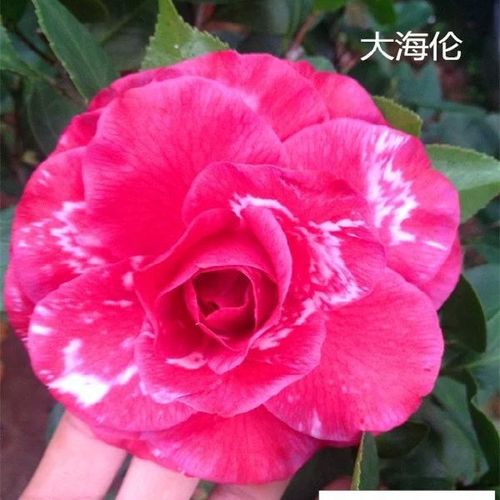 (基地种植)大海伦茶花原生苗 精品复色巨型茶花品种 包对版 当
