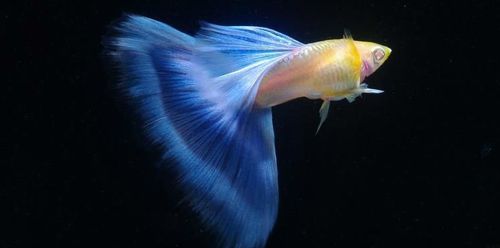 赛级天空蓝  蓝白孔雀鱼活体纯种天空蓝种鱼兰白蓝礼服白子