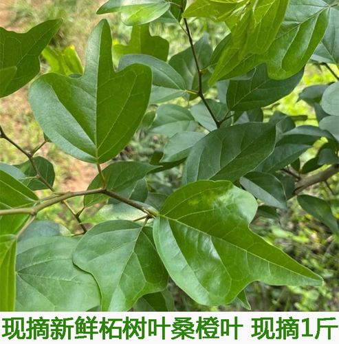 柘树叶新鲜现摘桑橙叶扎树叶喂幼虫幼蚕穿破石棉柘柘木鲜嫩树叶
