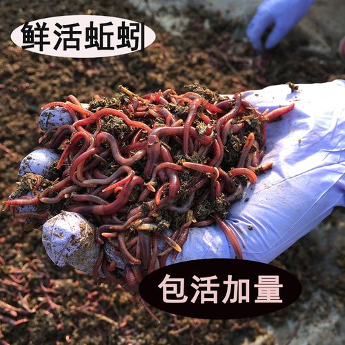 钓具 鲜活红虫蚯蚓鱼饵料鲫鱼野钓打窝料鲤鱼草鱼罗飞