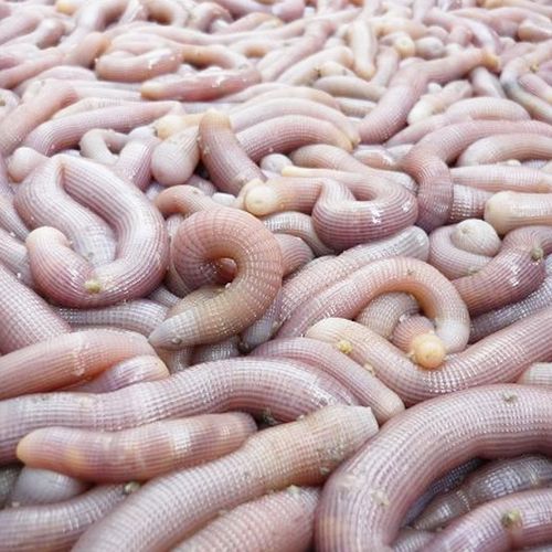 野生沙虫海肠新鲜活冻海鲜水产海肠子鲜活海虫200g