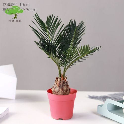 铁树盆栽植物室内花卉盆栽易活桌上办公室绿植好养活四季不怕晒的