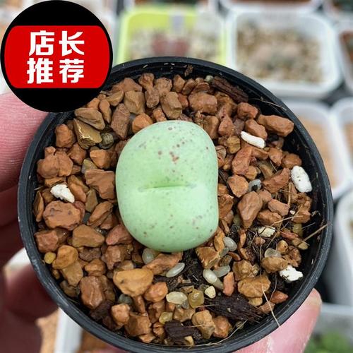 8精品生石花肉锥27◆新品◆-76吕氏小拳拳2厘米