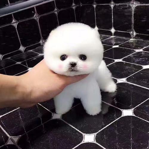 纯种博美犬幼犬长不大茶杯犬可爱袖珍家养俊介活体小型犬宠物狗狗