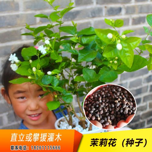 茉莉花种子别称茉莉香魂莫利花没丽没利直立或攀援灌木香味浓郁